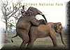 elefante_pareja