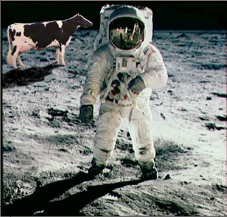 amstrong_vaca.jpg