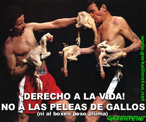 pelea_de_gallos.jpg