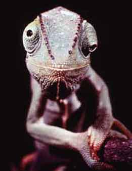 camaleon.jpg