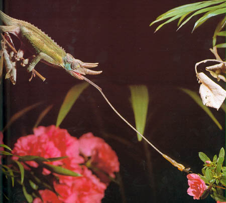camaleon_cornudo.jpg