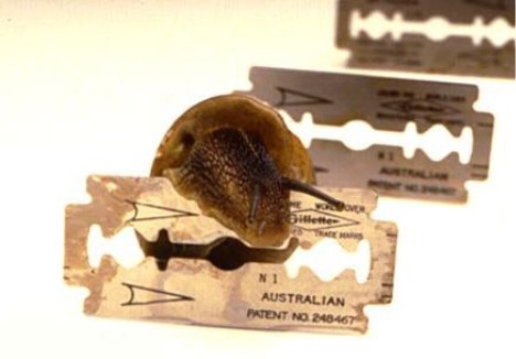 caracol2.jpg