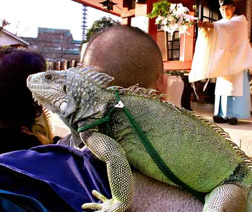 iguana_mascota.jpg