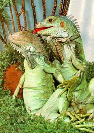 lizards-in-love.jpg
