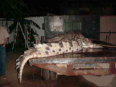 pen_cocodrilo33.jpg