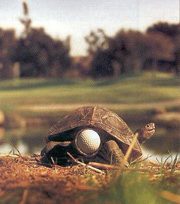 tortuga.jpg