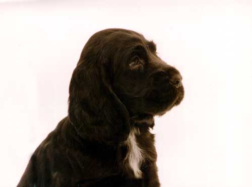 BOGART2_tati.jpg