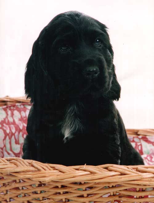 BOGART_tati.jpg