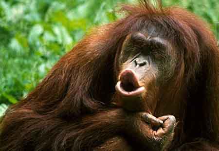 aullido_orangutan.jpg
