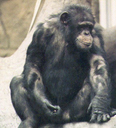 chimp.jpg