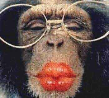 chimp_beso.jpg