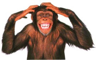 chimpance_somrisa.jpg