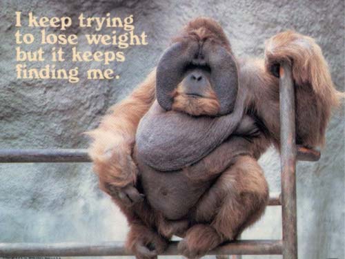 dieta_orangutan.jpg