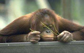 orangutan_triste.jpg