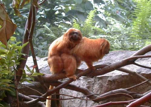 pareja_in_love.jpg