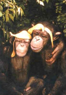 platanos.jpg