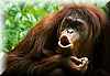 aullido_orangutan