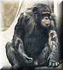 chimp