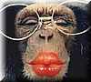 chimp_beso