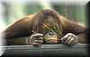 orangutan_triste