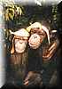 platanos