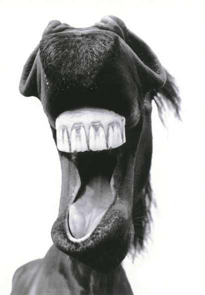 caballo_risas.jpg