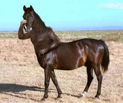 Caballo humano.jpg