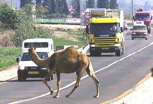 camello_imprudente.jpg