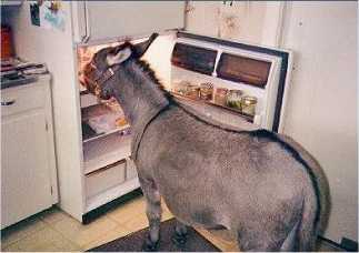 e-donkey.jpg