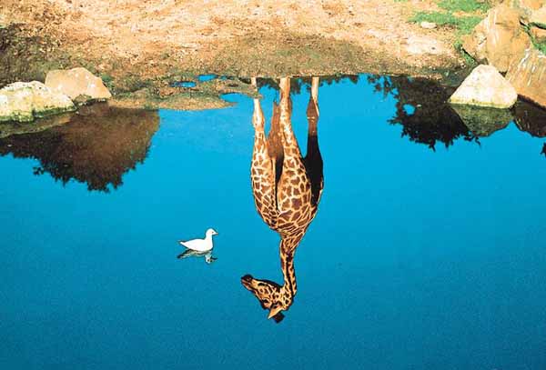 jirafa_reflejo.jpg