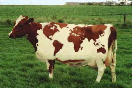 mapa_vaca.jpg