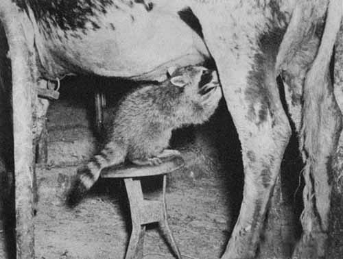 mapache_vaca.jpg