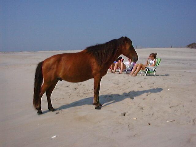 pony_playa.jpg