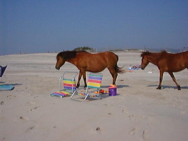 pony_playa2.jpg
