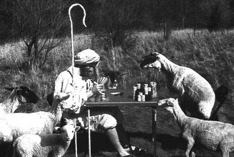 sheep.jpg