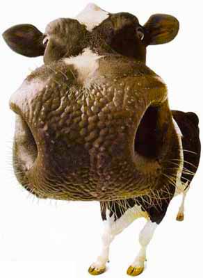 vaca01.jpg