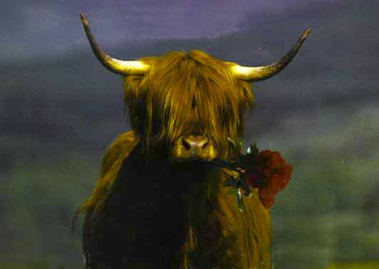 vaca02.jpg