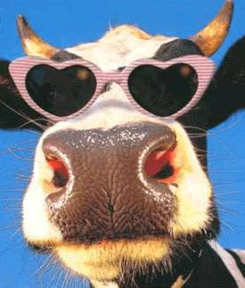 vaca03.jpg