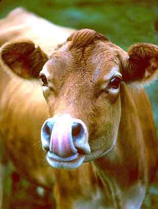 vaca_lengua.jpg