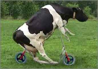 vaca_patin.jpg