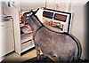 e-donkey