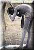 etiopia