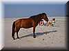 pony_playa
