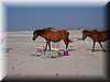 pony_playa2