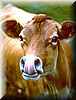 vaca_lengua
