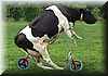 vaca_patin