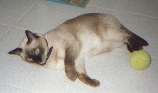 Roxana_SOLE.jpg