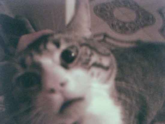 Safrika-GATO_RATA.jpg