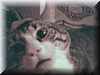 Safrika-GATO_RATA