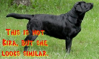 This is not really Kira, but looks a lot like her...